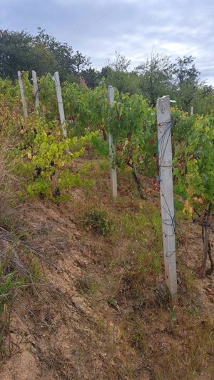 Galati  Beresti - De vanzare 1 hectar plantatie de vita de vie si casa cu utilitati - imagine 7