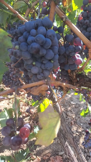 Galati  Beresti - De vanzare 1 hectar plantatie de vita de vie si casa cu utilitati - imagine 8