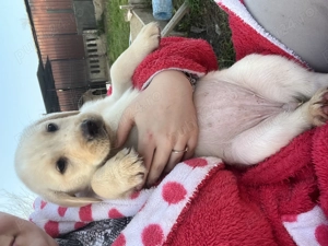 Pui de Labrador Retriever  - imagine 2