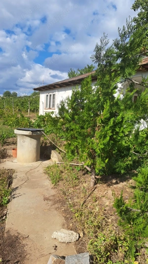 Galati  Beresti - De vanzare 1 hectar plantatie de vita de vie si casa cu utilitati - imagine 9