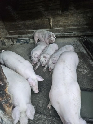Porci 100   130 kg pret 18 lei kg  in viu cantarit