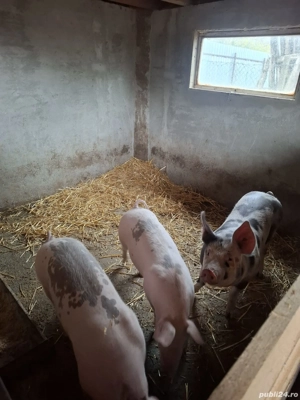 Porci de vânzare!! - imagine 2