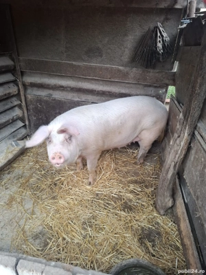 Porci de vânzare!! - imagine 3
