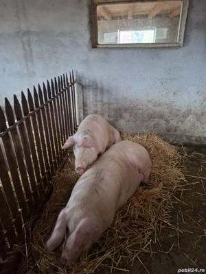 Porci de vânzare!!