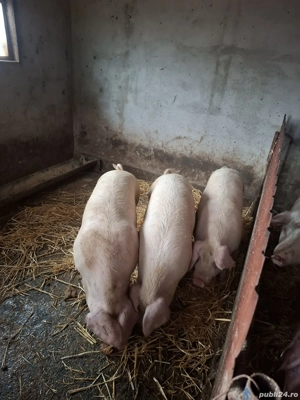 Porci de vânzare!! - imagine 5