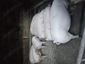 Porci 100   130 kg pret 18 lei kg  in viu cantarit - imagine 3