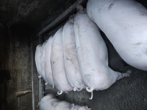 Porci 100   130 kg pret 18 lei kg  in viu cantarit - imagine 2