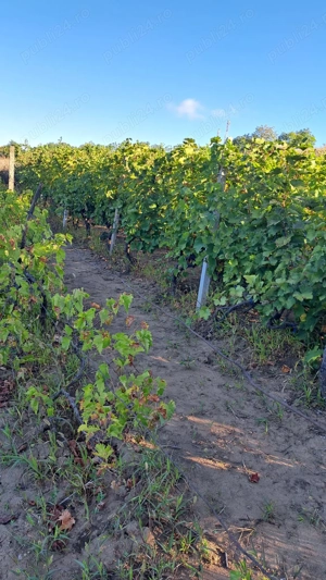 Galati  Beresti - De vanzare 1 hectar plantatie de vita de vie si casa cu utilitati - imagine 10