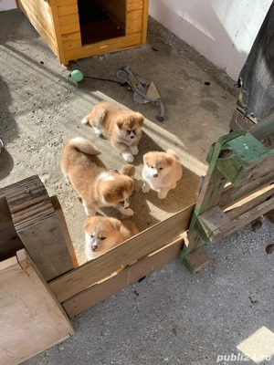 Akita Inu pui deosebiti  catelusi de vanzare - imagine 5