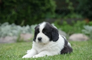 Spre adoptie puiuți ciobanesc 