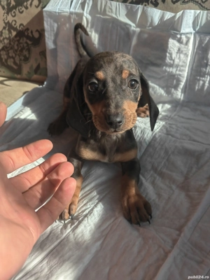 Pui teckel - imagine 3