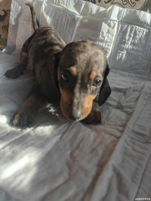 Pui teckel - imagine 2