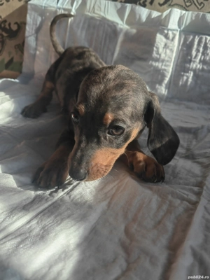 Pui teckel - imagine 4