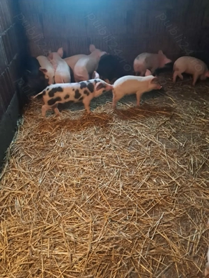 Purcei de 7 săptămâni 