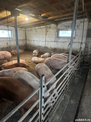 porci de carne 11 lei kg  - imagine 3