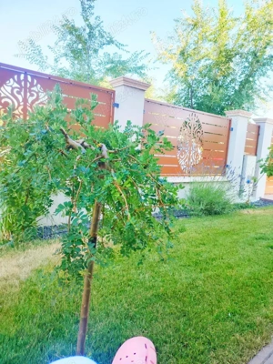 Sacalaz - casa de vanzare - imagine 5