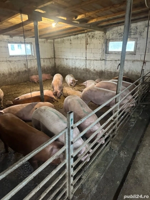porci de carne 11 lei kg  - imagine 2