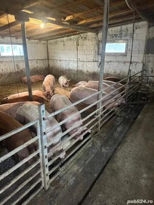 porci de carne 11 lei kg 