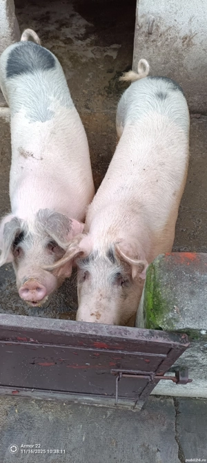 porcii de carne - imagine 2