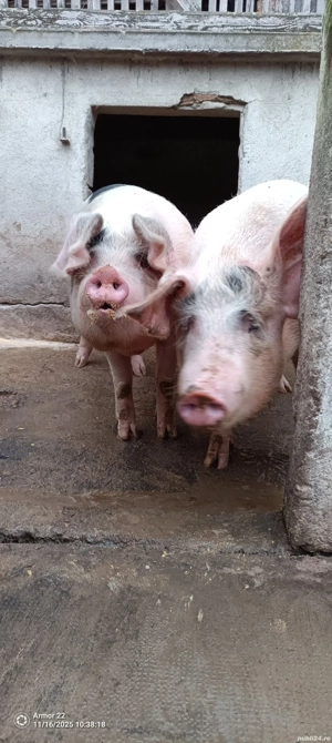 porcii de carne - imagine 3