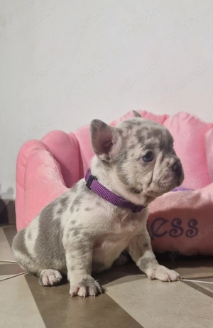 Bulldog Francez Lilac Merle
