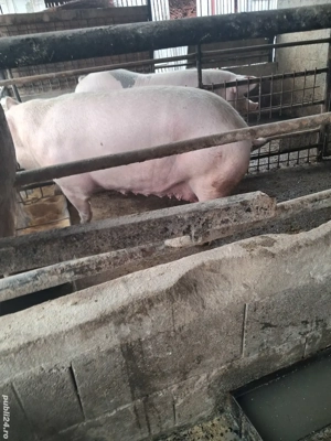 de vânzare două scroafe 250..270 kg ofer transport 