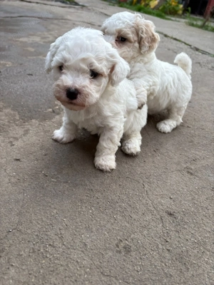 Căței Bichon Malteze