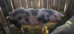 Vand porc crescut natural 