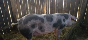 Vand porc crescut natural  - imagine 2