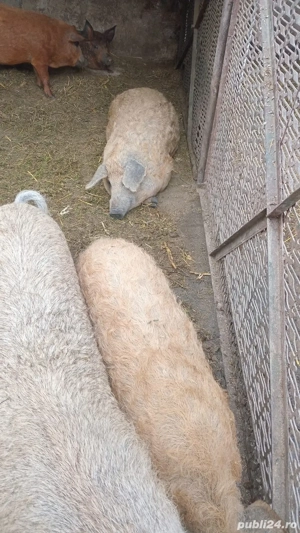 de vanzare porci si mangalita - imagine 3