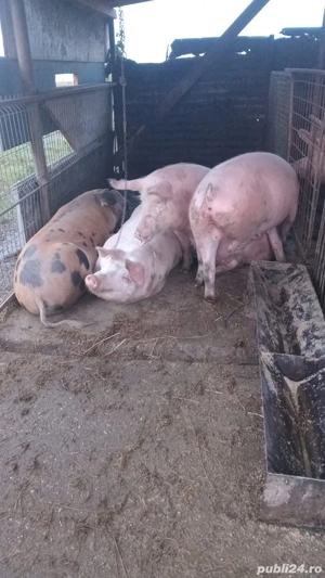de vanzare porci si mangalita - imagine 2