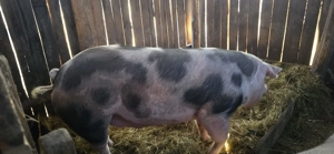 Vand porc crescut natural  - imagine 3