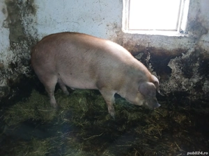 duroc 15 lei kg viu