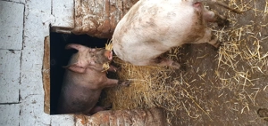 Porci de vânzare  - imagine 2