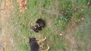 Donez ciobanesc german