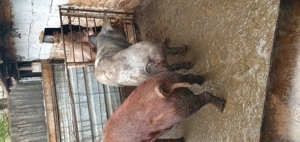 Porci de vânzare  - imagine 5