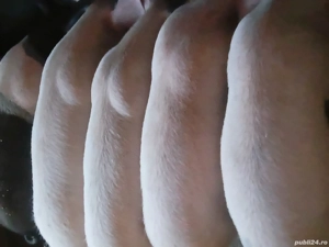 Vând 5 șoldani de 5 luni