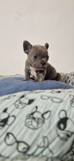 Bulldog francez Blue - imagine 3