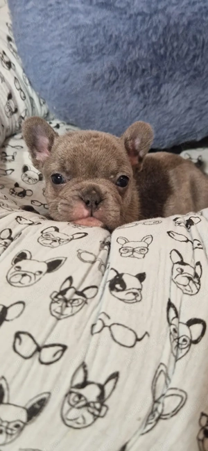 Bulldog francez Blue - imagine 4
