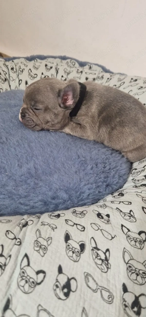 Bulldog francez Blue - imagine 5