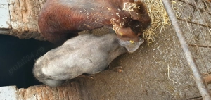 Porci de vânzare  - imagine 3