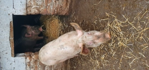 Porci de vânzare  - imagine 4