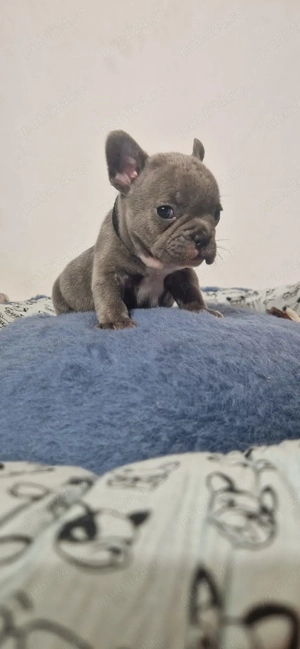 Bulldog francez Blue - imagine 2