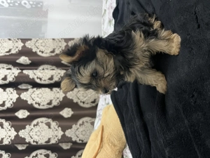 Yorkshire terrier talie mică  - imagine 4