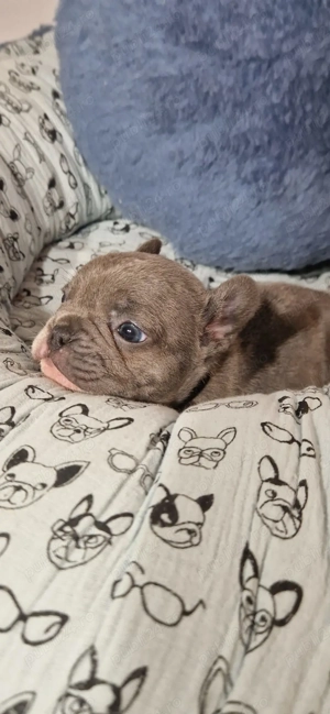 Bulldog francez Blue