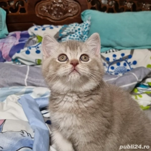 Vand motanel British