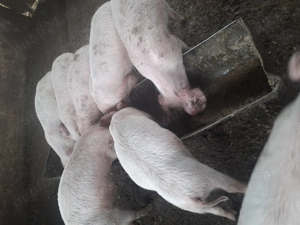 Purcei 7 saptamani 500 lei perechea 