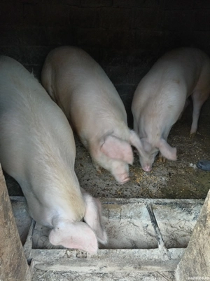 Porci de vanzare
