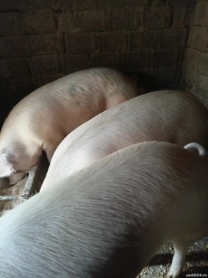 Porci de vanzare - imagine 2