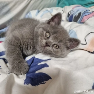 Vand motanel British 